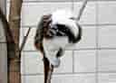 動物図鑑・ワタボウシタマリンの写真 5